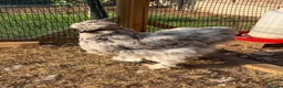 Chickens poultry for sale: USA silkie bantams  - Advert 1