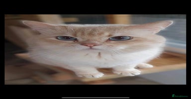 British Shorthair cats - Advert 3