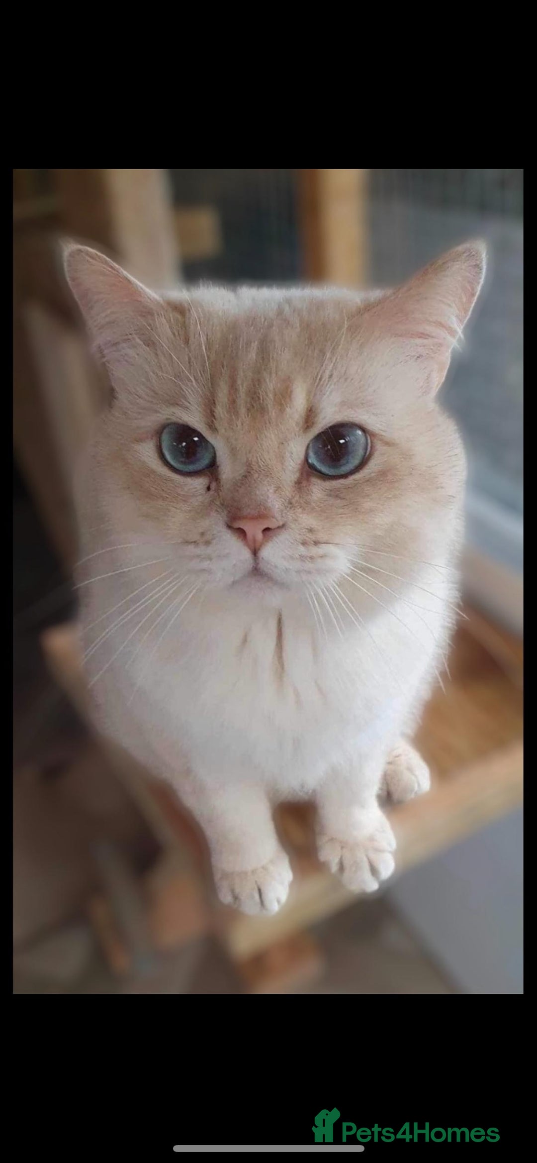 British Shorthair cats for stud: Stuning golden colourpoint \ Russian import stud  - Image 2