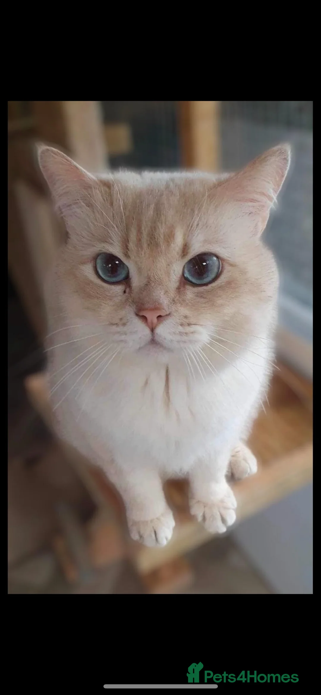 British Shorthair cats for stud: Stuning golden colourpoint \ Russian import stud  - Advert 2