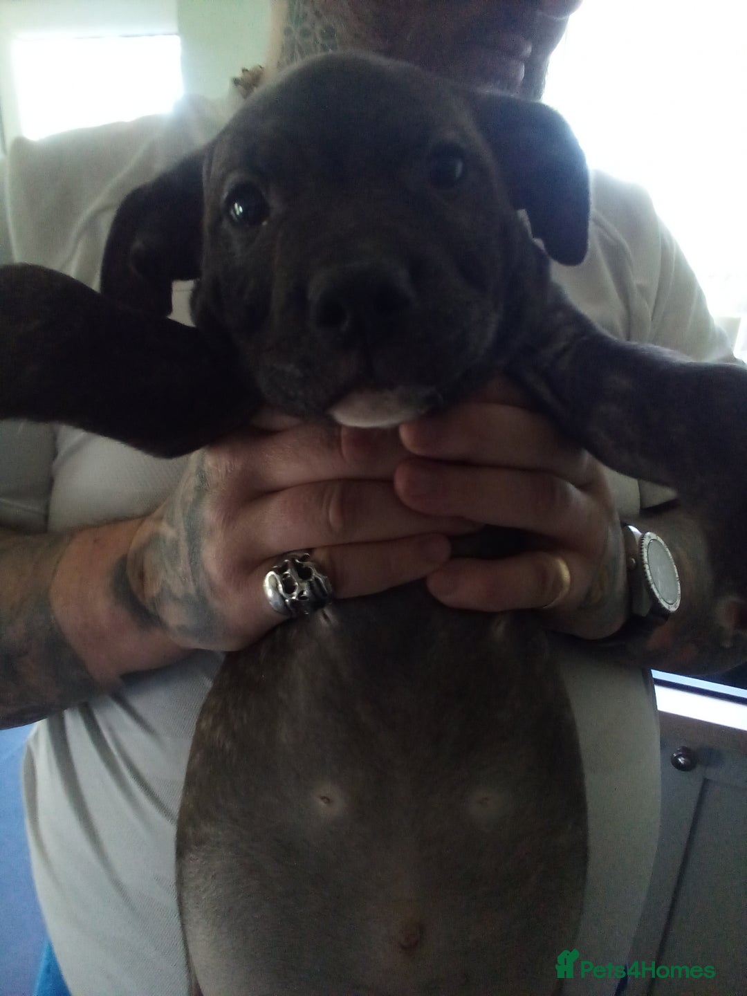 Staffordshire Bull Terrier dogs for sale: 1 boy available - Advert 2