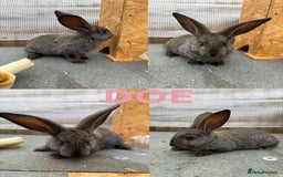 Continental Giant rabbits for sale: Continental giant x New Zealand white - Image 2
