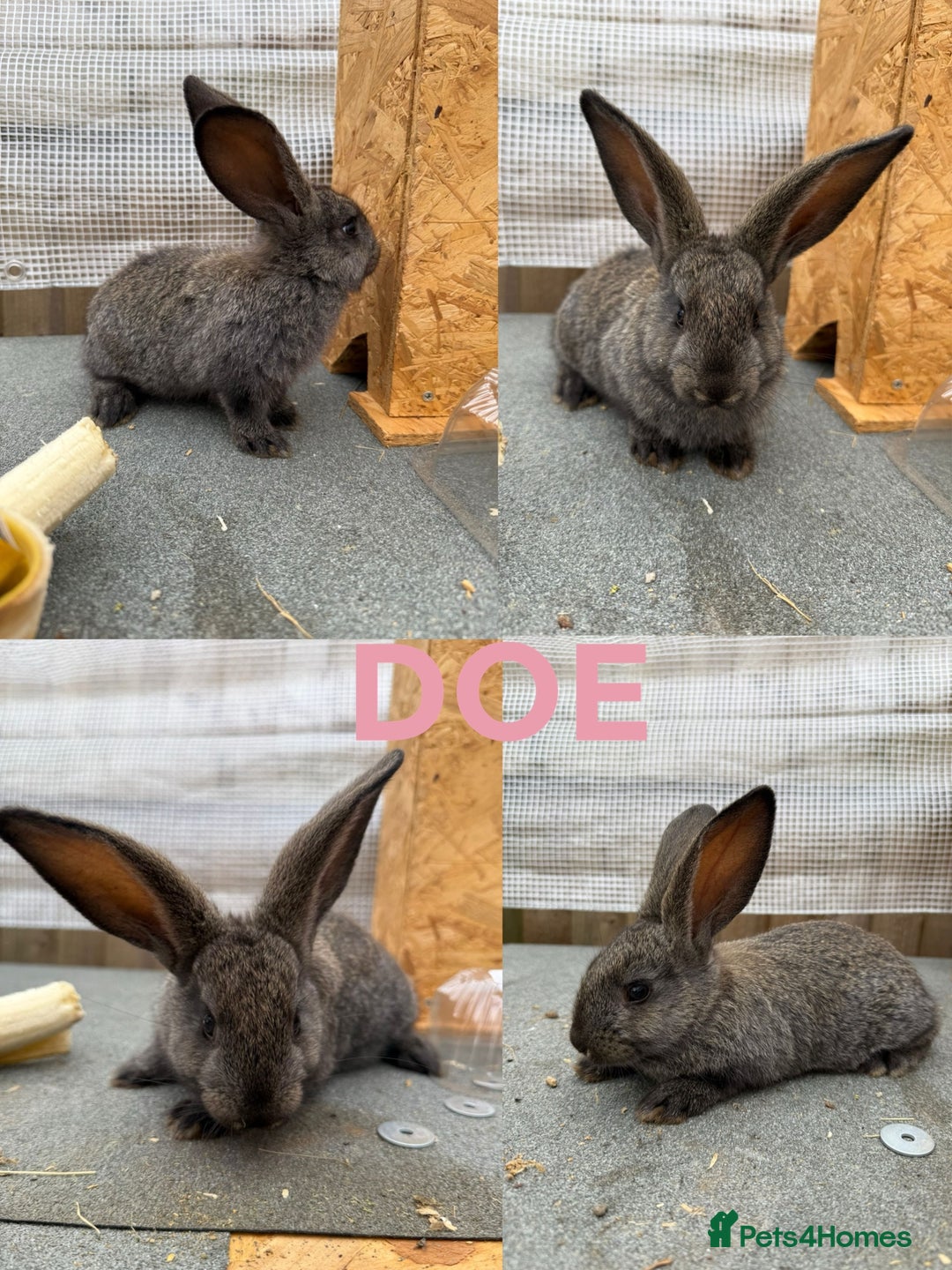 Continental Giant rabbits for sale: Continental giant x New Zealand white - Image 2