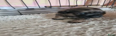 Border Terrier 8