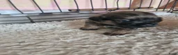 Border Terrier dogs for sale: Beautiful Border Terrier Puppies - Advert 2