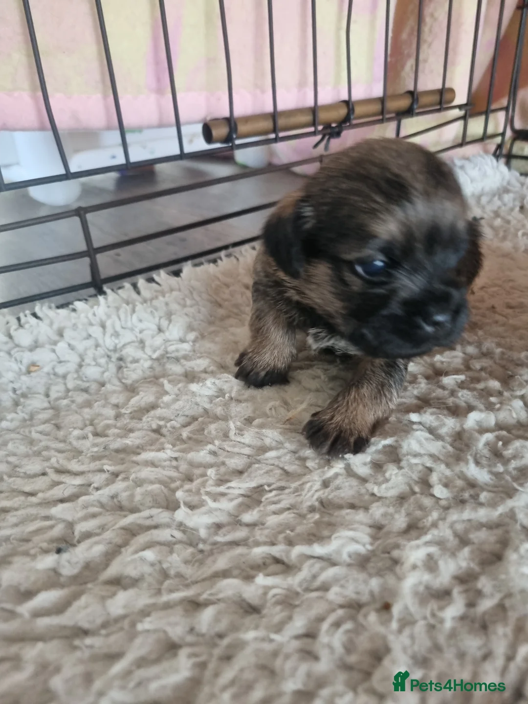 Border Terrier dogs for sale: Beautiful Border Terrier Puppies - Advert 2