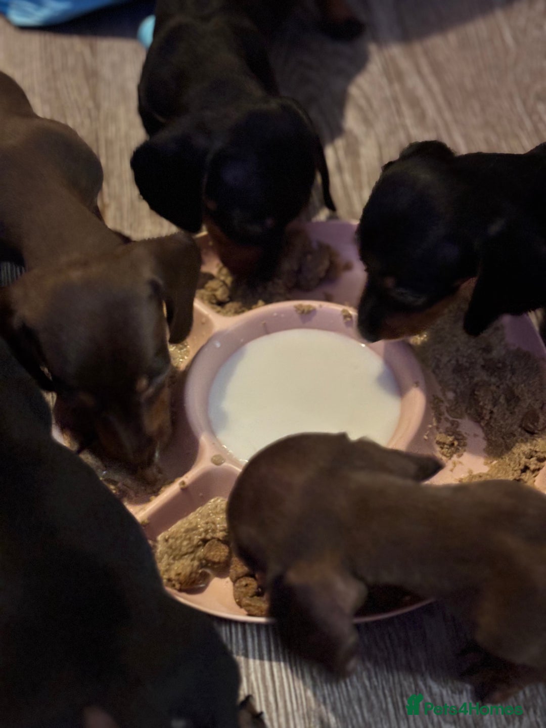 Dachshund dogs for sale: Beautiful dachshund puppies ready now - Image 12