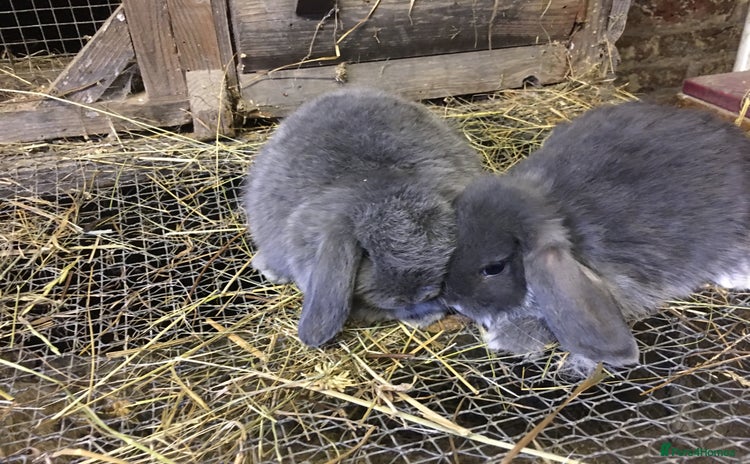 Mini Lop rabbits - Advert 17