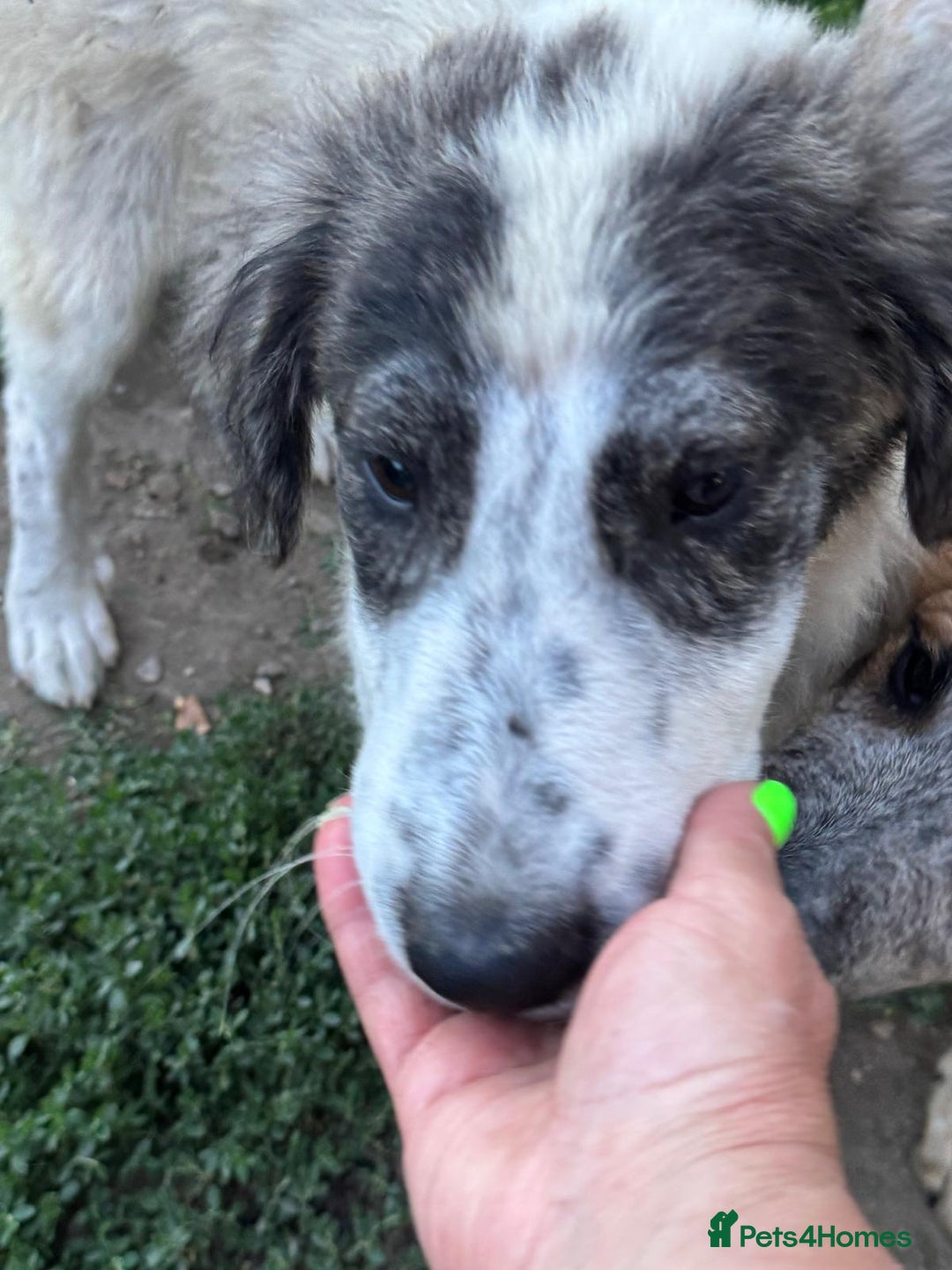 Mixed Breed dogs for adoption: ODIN, a superb young boy - for a Loving Home  - Advert 9