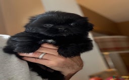 Shih Tzu dogs for sale: 🩷🩷 Stunning Black Shih Tzu Girls 🩷🩷 - Image 8