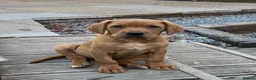 Labrador Retriever dogs for sale: Beautiful fox reds - Advert 5