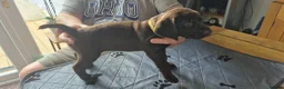 Mixed Breed dogs for sale: Gsp/Vizsla - Advert 13