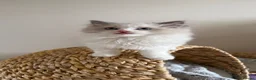 Ragdoll cats for sale: Pedigree Ragdoll Registered Kittens  🌸  - Advert 12