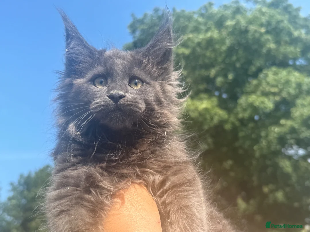 Maine Coon cats for sale: Xl Maine coon kittens  - Advert 2