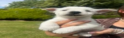 West Highland Terrier dogs for sale: West highland terrier  in Northallerton - Advert 6