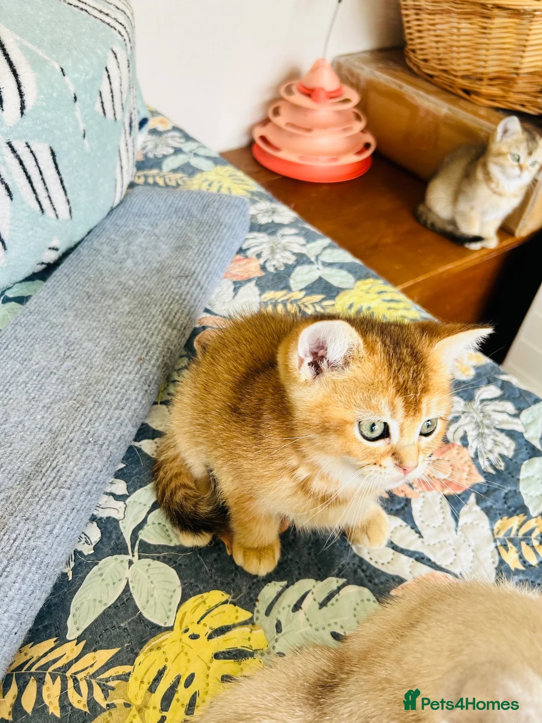 Scottish Fold cats for sale: BEAUTIFUL KITTENS LOOKING FOR THEIR FOREVER HOMES! - Advert 2