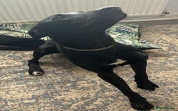 Mixed Breed dogs for sale: Lab x lurcher  - Image 2