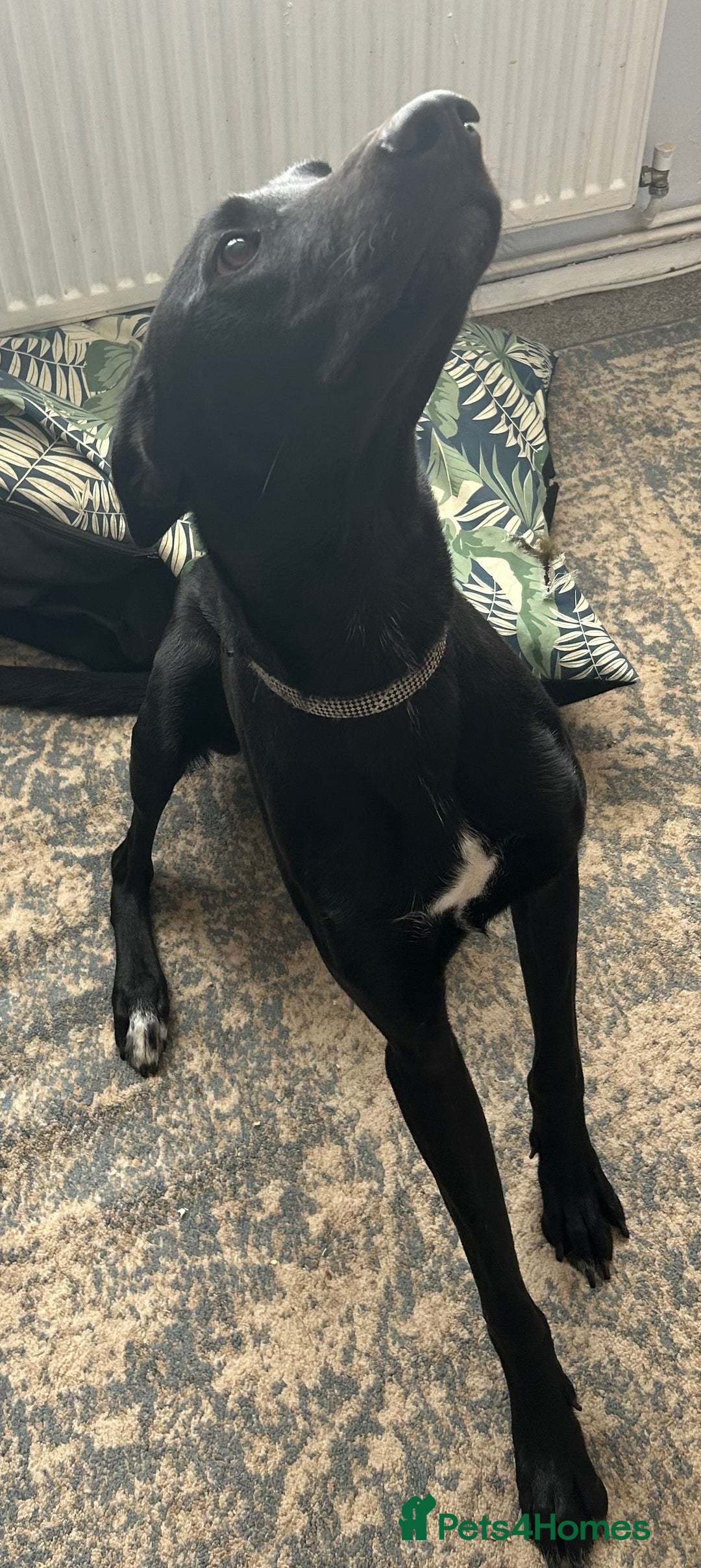 Mixed Breed dogs for sale: Lab x lurcher  - Image 2