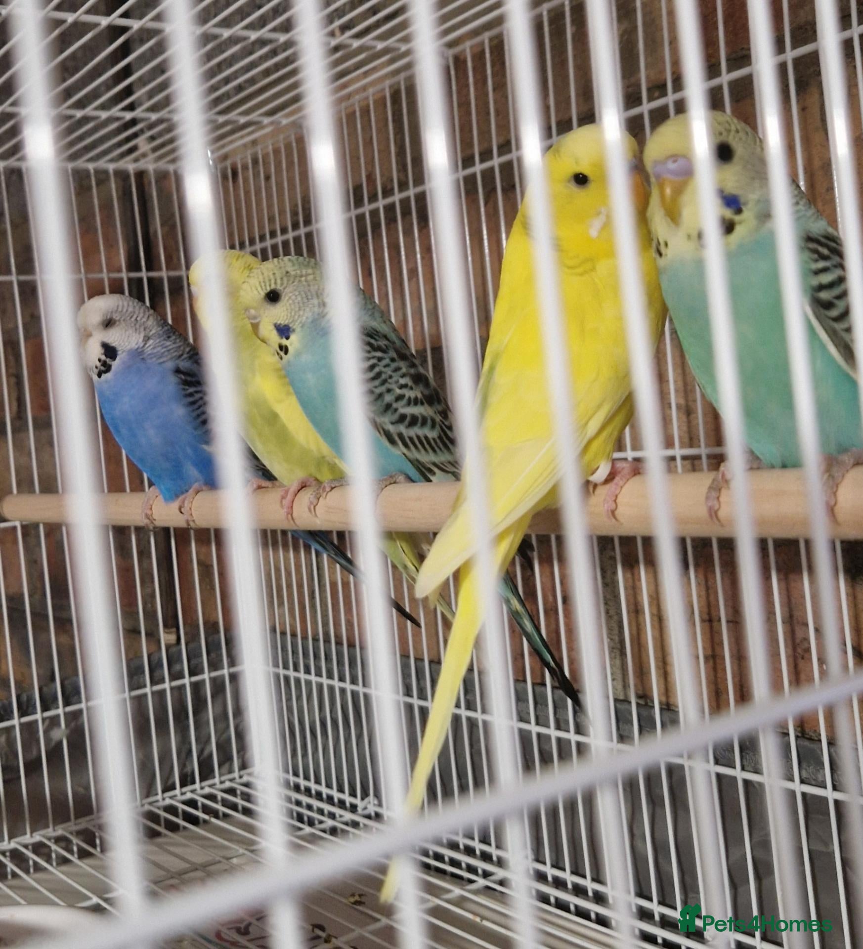 Budgerigars birds Baby budgies now available - Advert 17