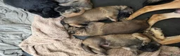 Mixed Breed dogs for sale: Stunning German Shepherd x Belgian Malinois Litter - Advert 1
