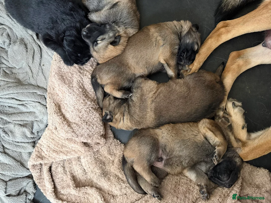 Mixed Breed dogs for sale: Stunning German Shepherd x Belgian Malinois Litter - Advert 1