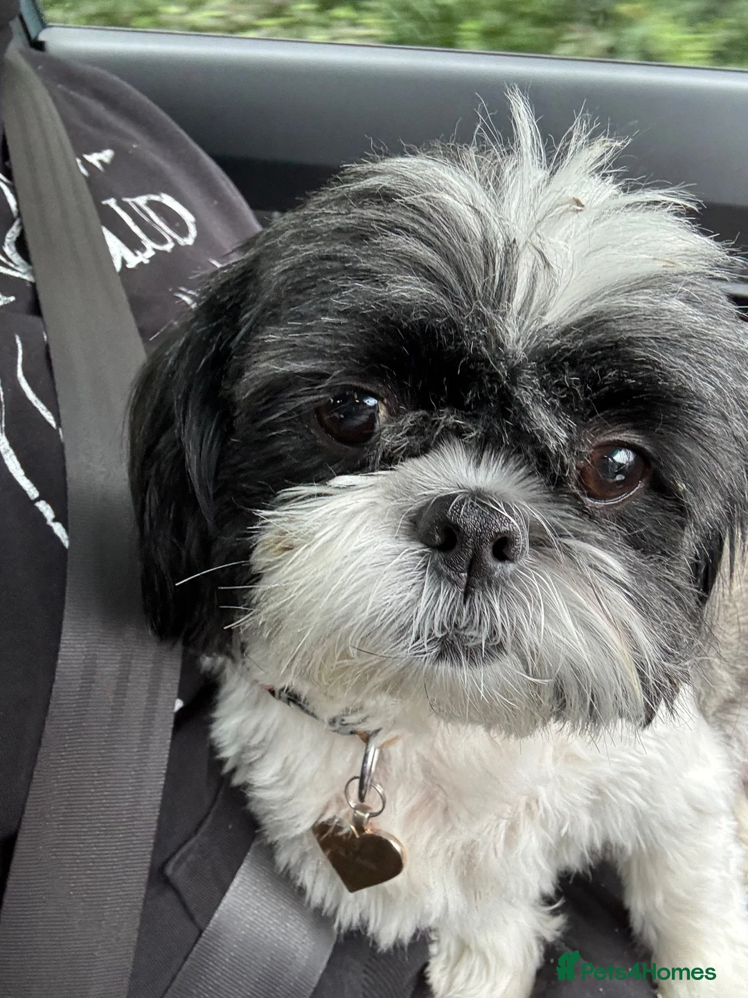 Shih Tzu dogs for sale: 5 adorable Shih Tzu pups - Advert 2