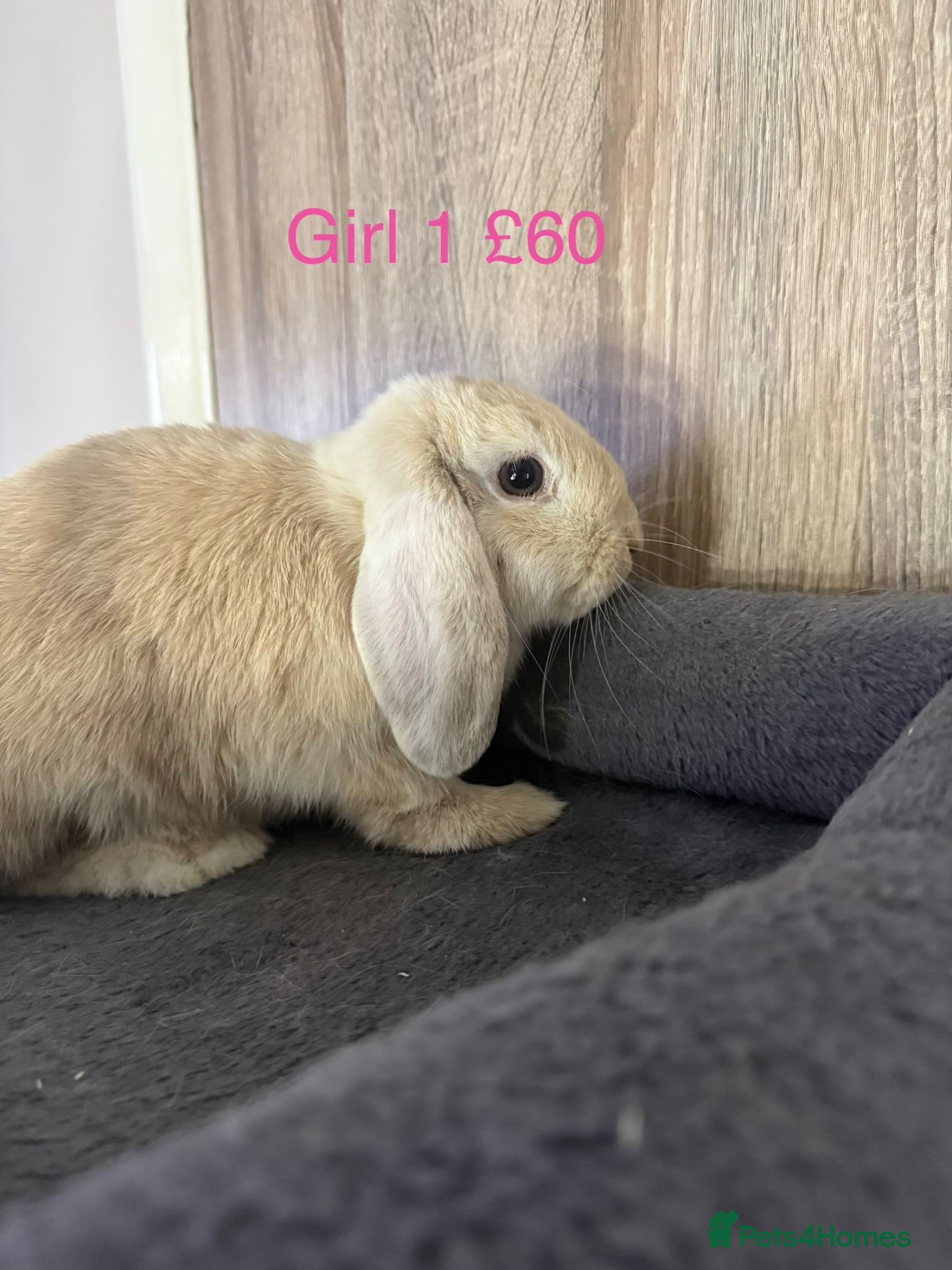 Mini Lop rabbits Pure Mini lop babies 15 weeks old  - Advert 20