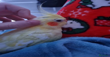 Cockatiels birds - Advert 3