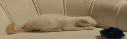 British Shorthair cats for sale: 5 handsome boys Bradford  - Advert 21