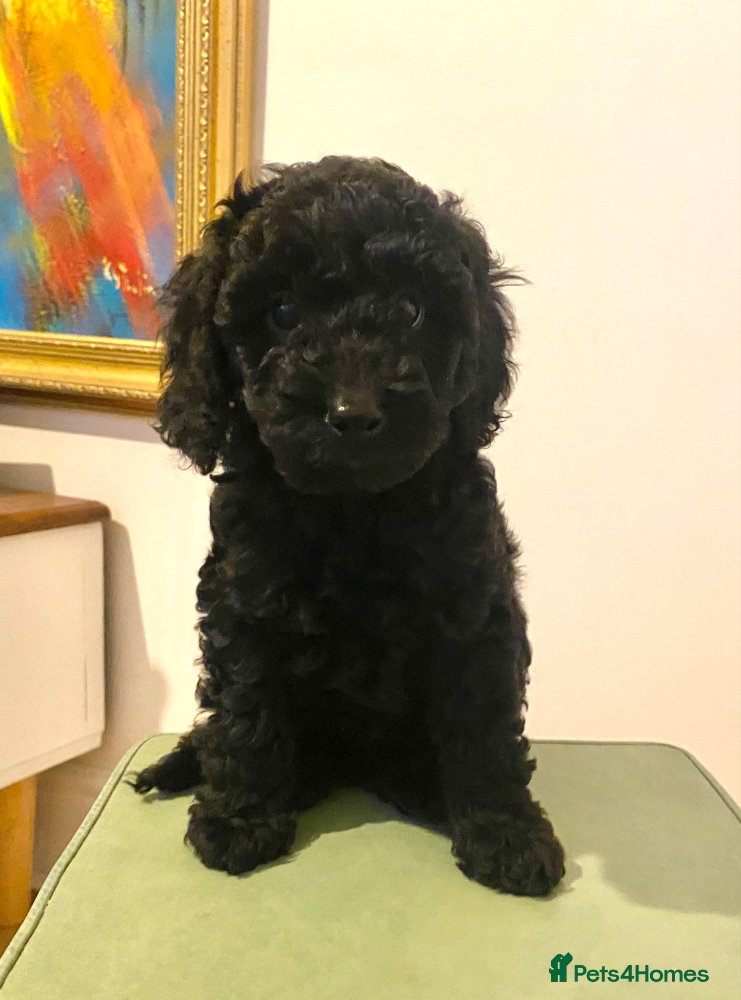 Cockapoo dogs Adorable, F1 cockapoos - Advert 15