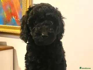 Cockapoo dogs Adorable, F1 cockapoos - Advert 15