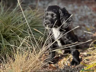 Cocker Spaniel dogs KC Reg Working Cocker Spaniel - Last boy remaining - Advert 1