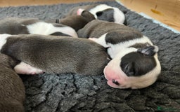 Boston Terrier dogs for sale: Champ bloodline (KC) Boston Terrier pups 💕 - Image 17