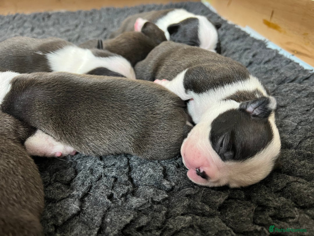 Boston Terrier dogs for sale: Champ bloodline (KC) Boston Terrier pups 💕 - Image 17