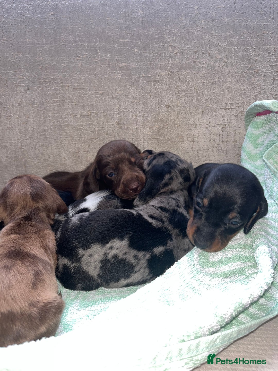 Miniature Dachshund dogs for sale: Miniature Dachshund Puppies  - Advert 19