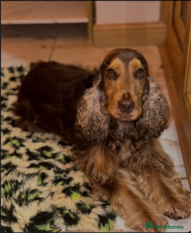 Cocker Spaniel dogs KC REGISTERED CHOCOLATE SABLE MALE  - Advert 1