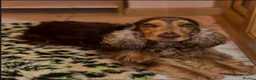 Cocker Spaniel dogs for stud: KC REGISTERED CHOCOLATE SABLE MALE  - Advert 1