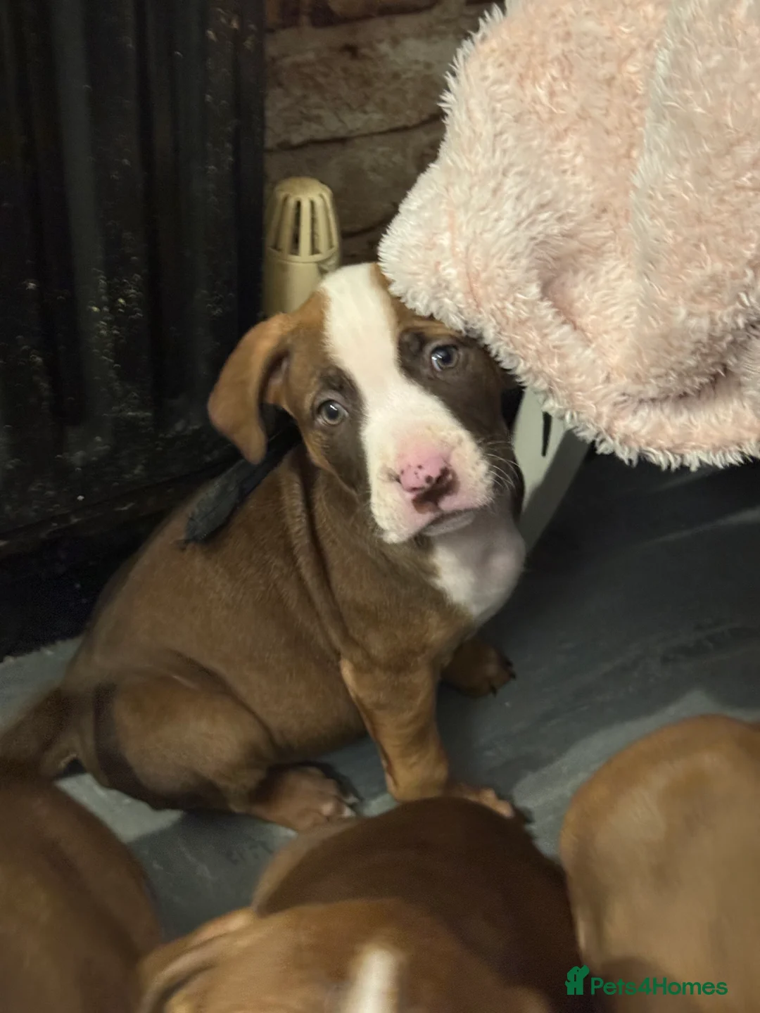 Mixed Breed dogs for sale: Cane Corso mixed  - Advert 8