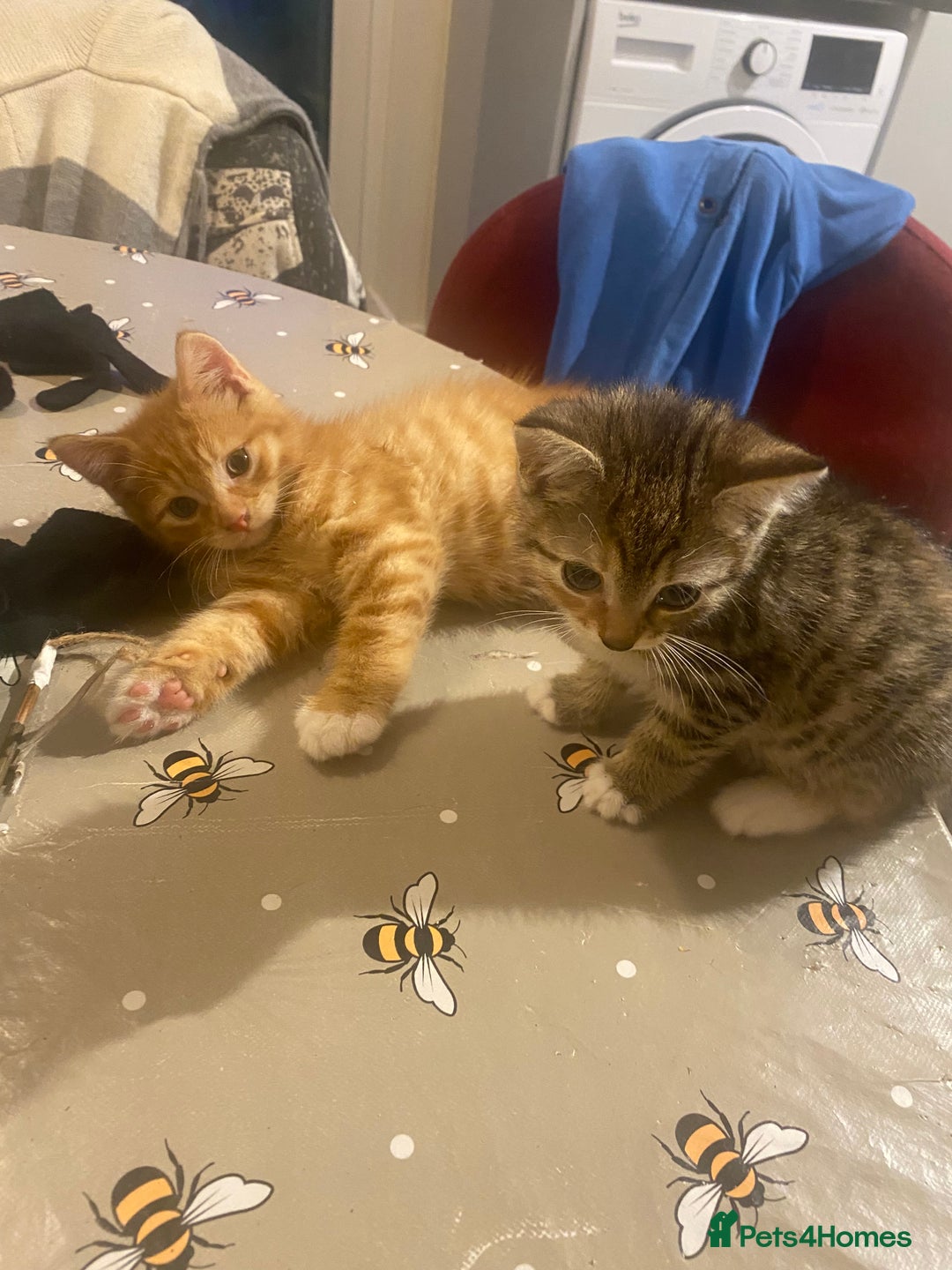 British Shorthair cats for sale: Lovely Girls 🥰 - Advert 7