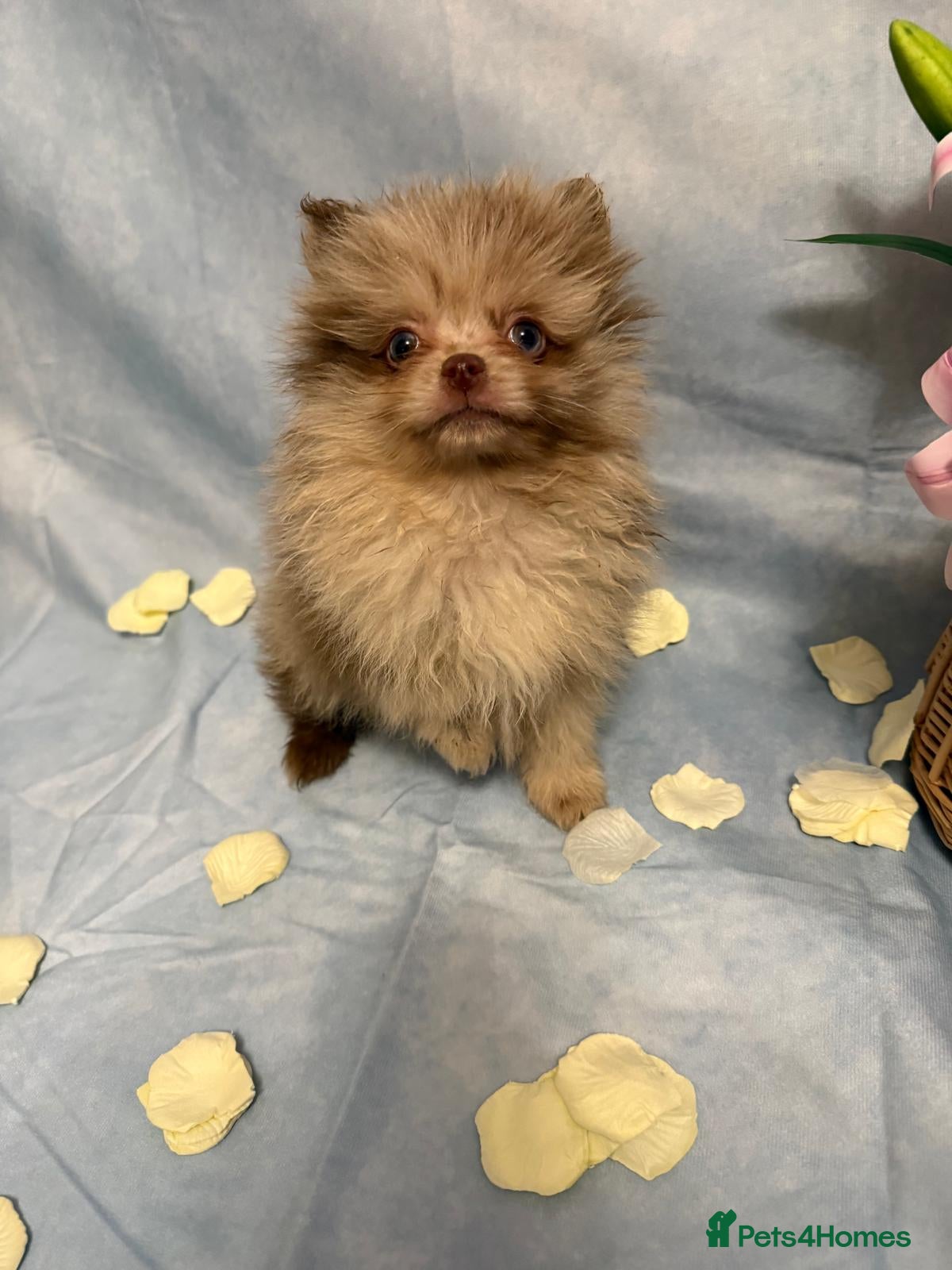 Pomeranian dogs Pomeranian puppies - Advert 3