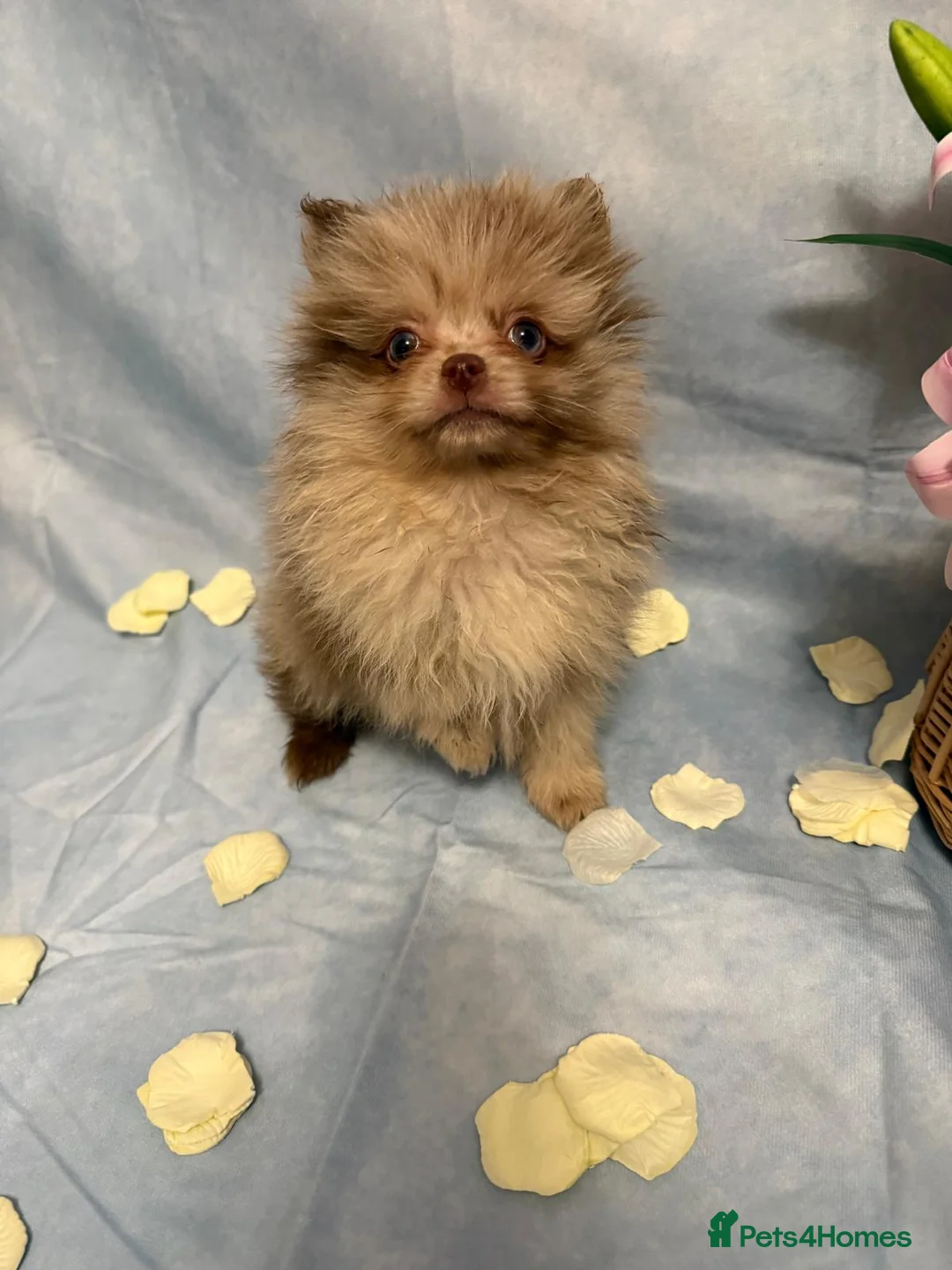 Pomeranian dogs for sale: Pomeranian puppies - Advert 1