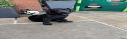 Labrador Retriever dogs for sale: Labrador puppies  - Advert 5
