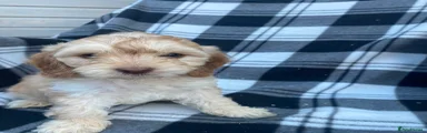 Cockapoo 2