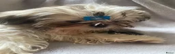 Shih Tzu dogs for sale: Lovely boy for sale - Advert 5