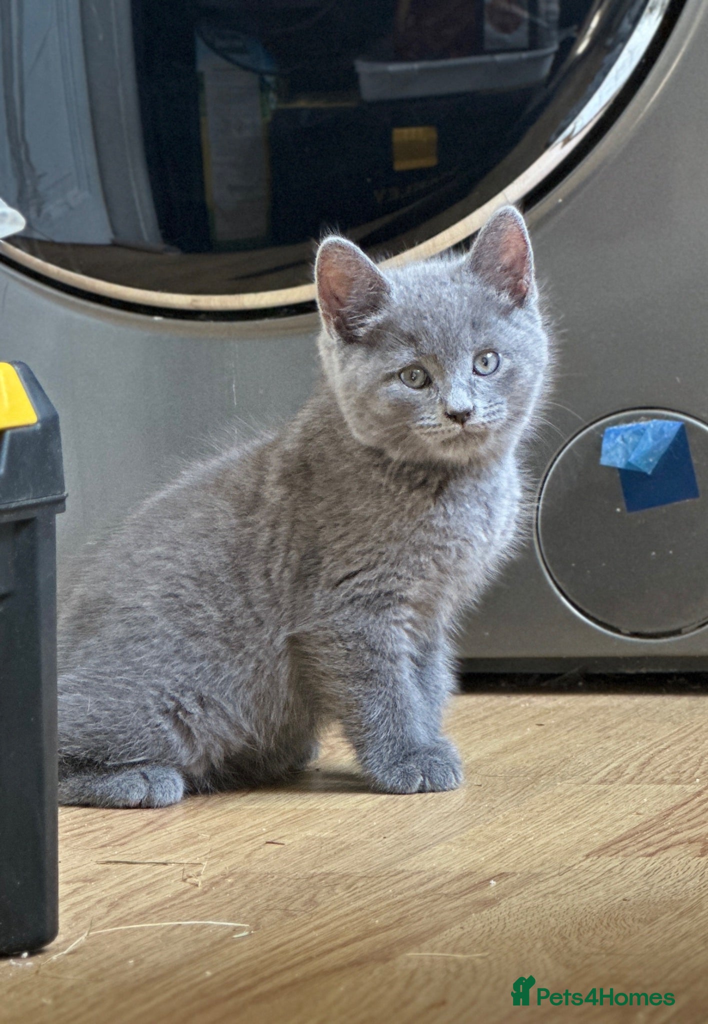 British Shorthair cats Persian X Kittens - Ready For Their New Families - Advert 1