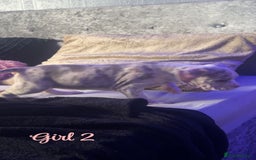 American Bully dogs for sale: Stunning pocket bully pups for sale - Image 9