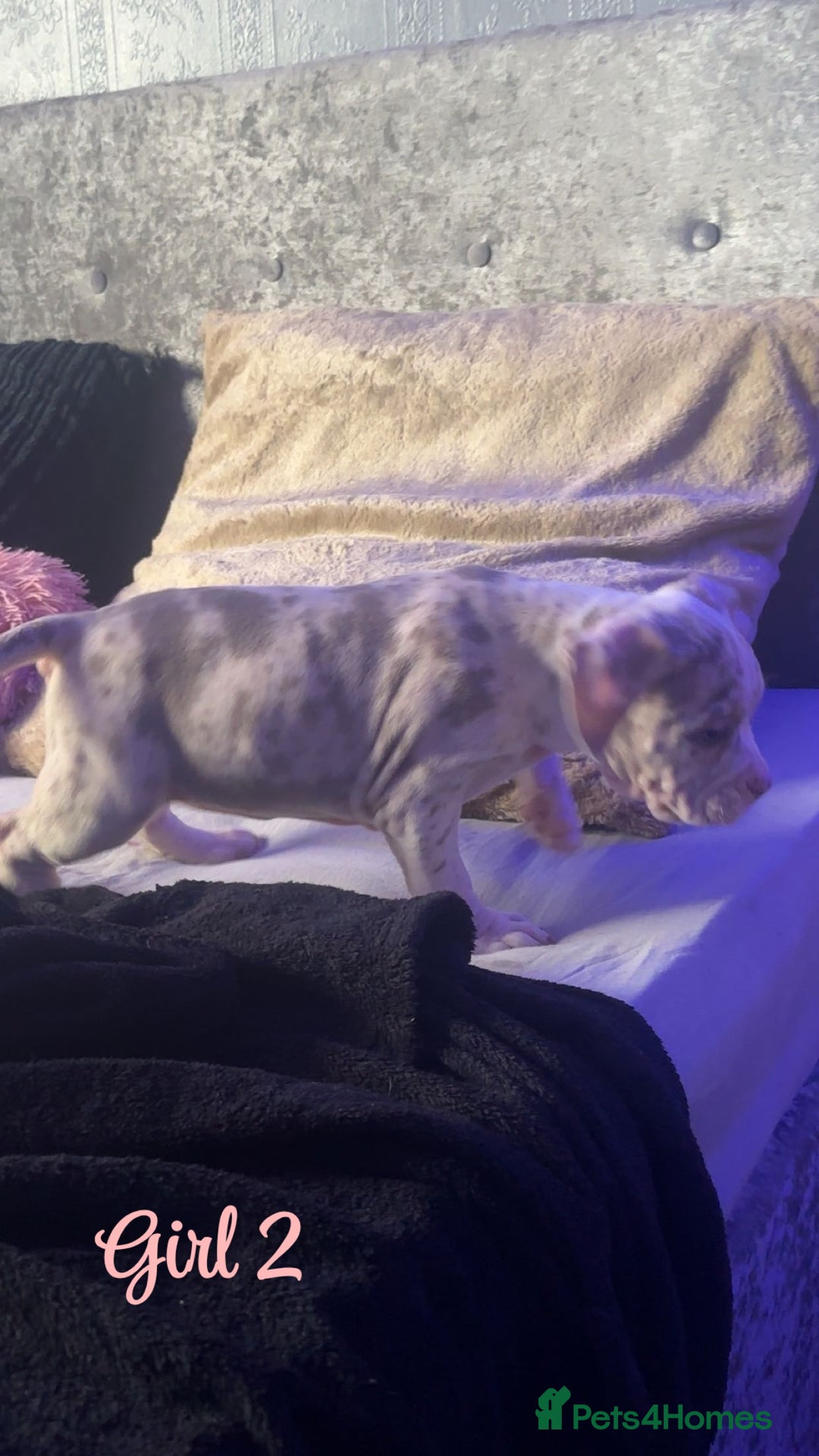 American Bully dogs for sale: Stunning pocket bully pups for sale - Image 9