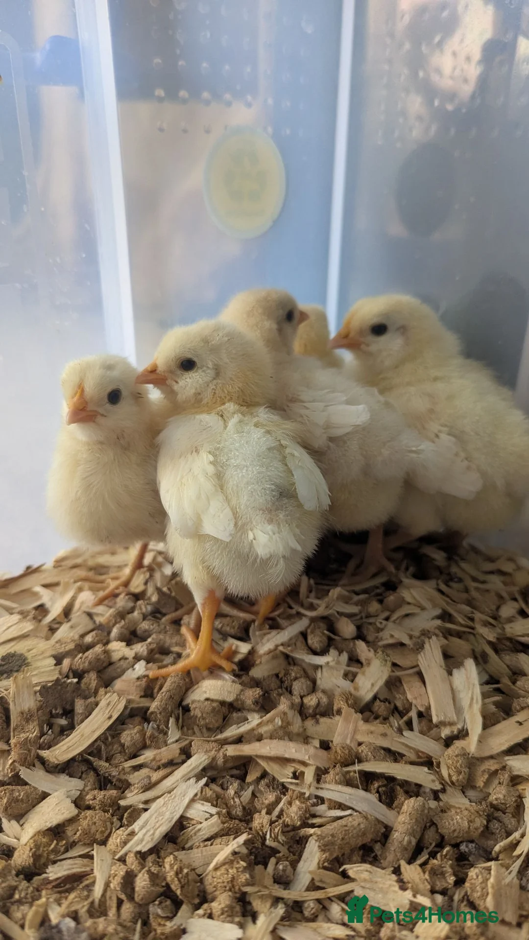 Chickens poultry for sale: Unsexed chics - Le Bresse and Lavender Aracouna  - Advert 2