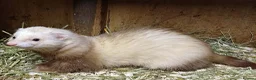 Ferret rodents for sale: Beautiful Baby Ferrets For Sale - Ready soon in Whitby - Advert 8