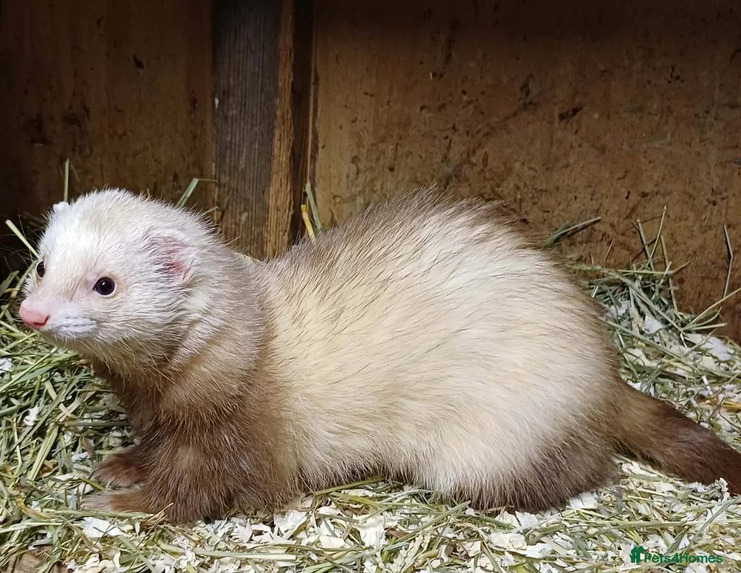 Ferret rodents for sale: Beautiful Baby Ferrets For Sale - Ready soon in Whitby - Advert 8